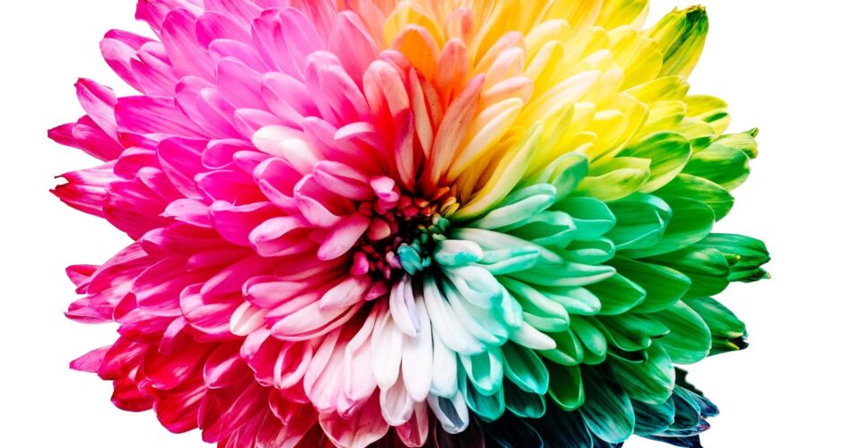 rainbow colorful flower